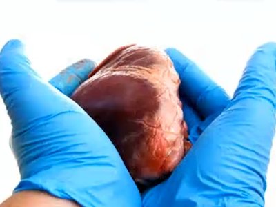 heart-in-hands