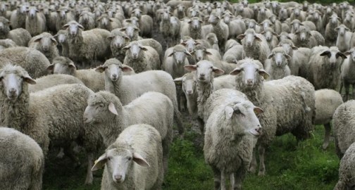 ad2a372264434a0c4305fe7e7b75c988_view_article