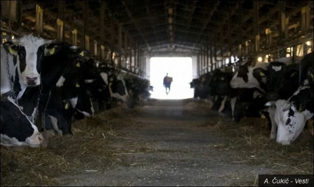 Србија је за 25 година изгубила 450.000 музара