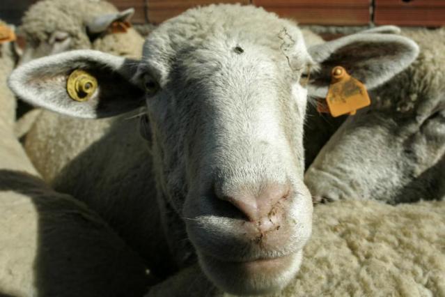 Од 'плавог језика' најчешће оболевају овце, говеда, козе... [ФОТО: Reuters]
