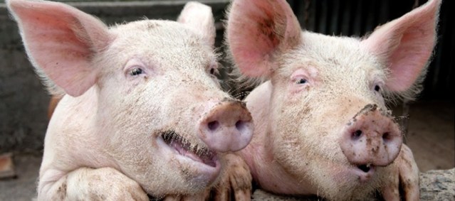 svinje-890x395