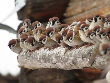 врапчићи (2)