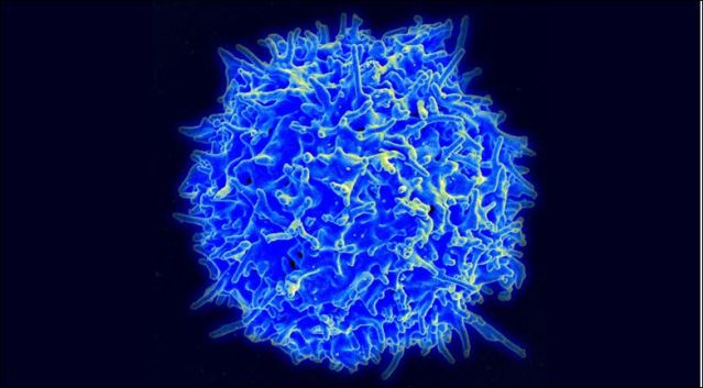 t cell