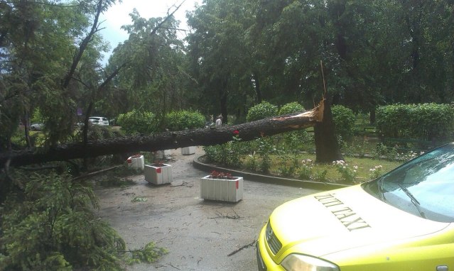 palo-drvo-u-zc-zajecar