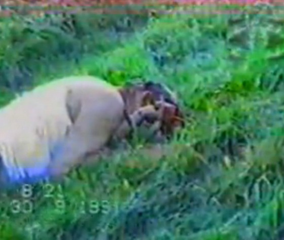 Убијени припадник ЈНА (тада регуларне и једине војске) после заробљавања од стране паравојних формација хрватске војске тзв. ЗЕНГИ