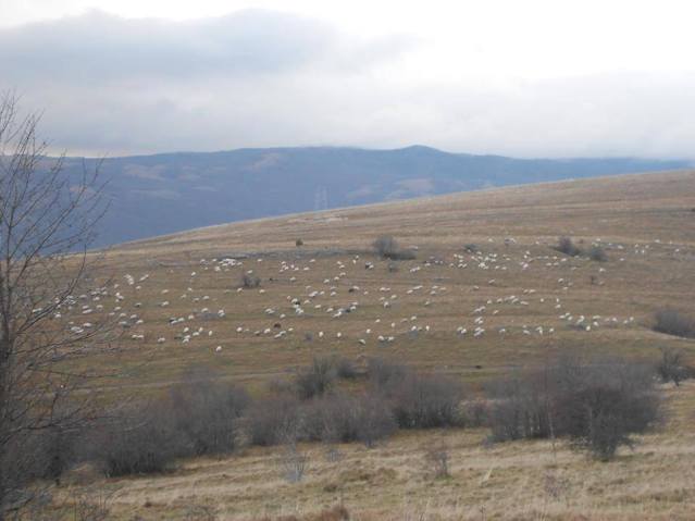 15218226_1007662242689652_2084962849_n