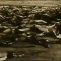 JASENOVAC 1 (5)